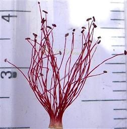  Stamens (Monoadelphous)